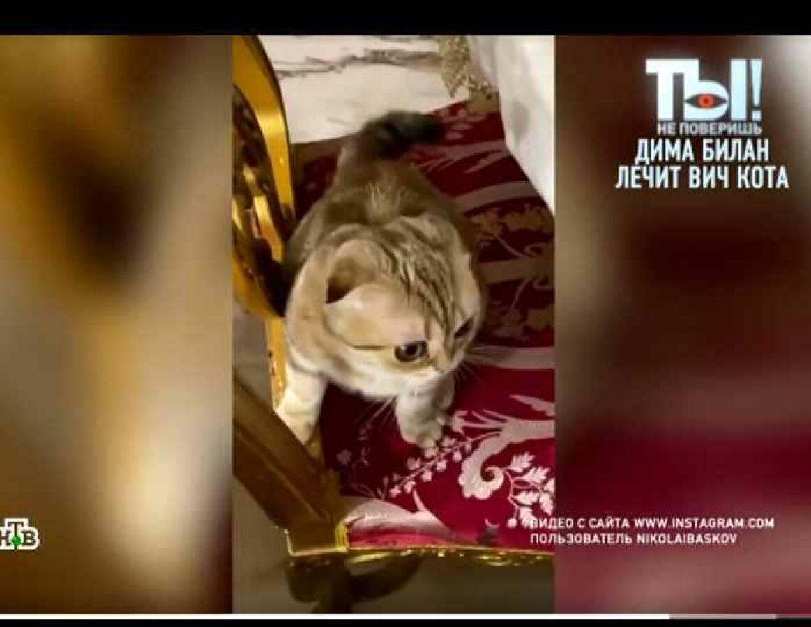 В императорских интерьерах ведет себя как королева: в каких условиях живет кошка  Баскова Шанель