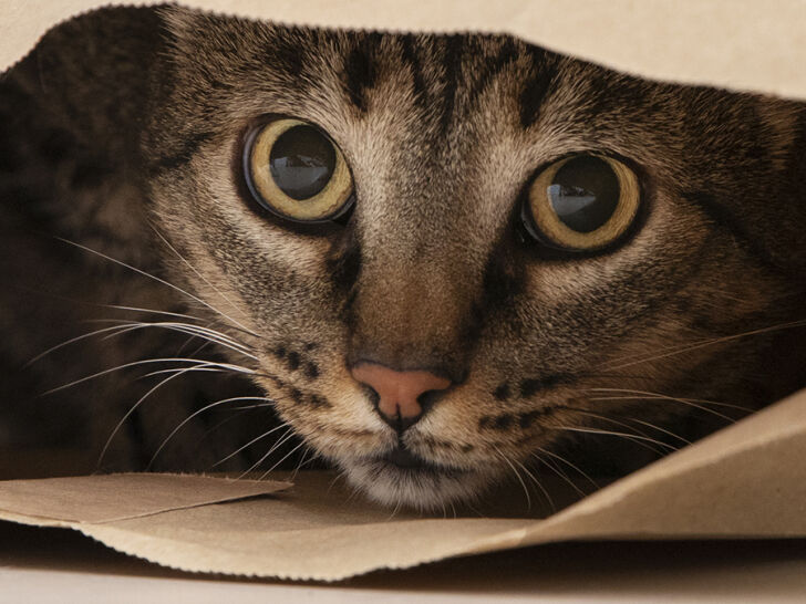 Горемыки, а не коты: ветеринары умоляют не покупать питомцев с такой мордой  (фото)
