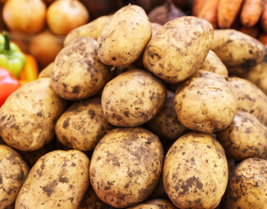 Удобрение для картофеля: как и когда вносить