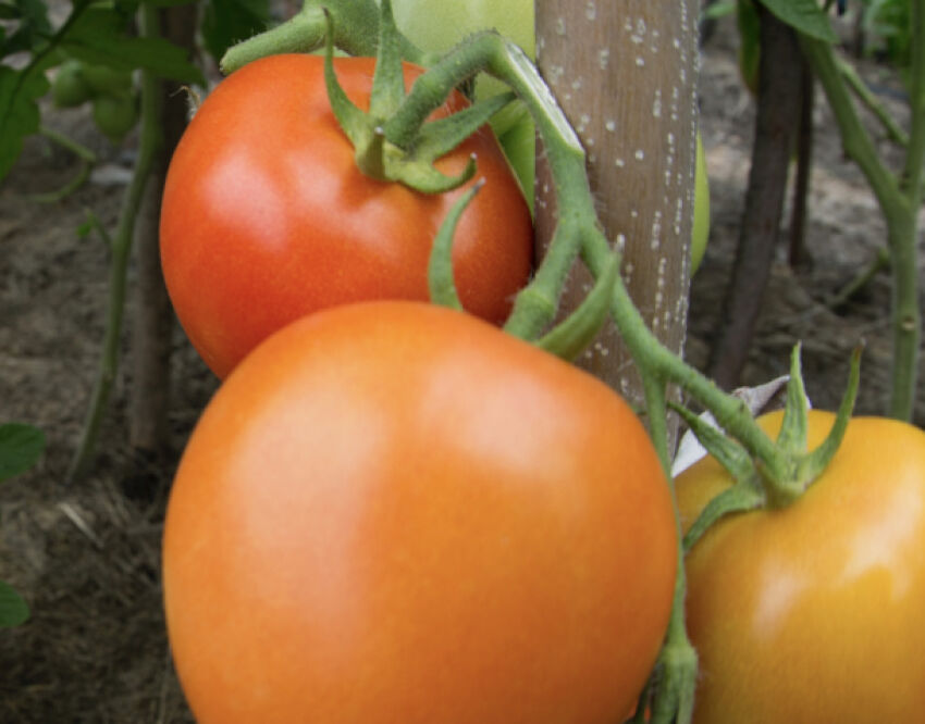 Should People with Joint Diseases Avoid Tomatoes? Expert Advice