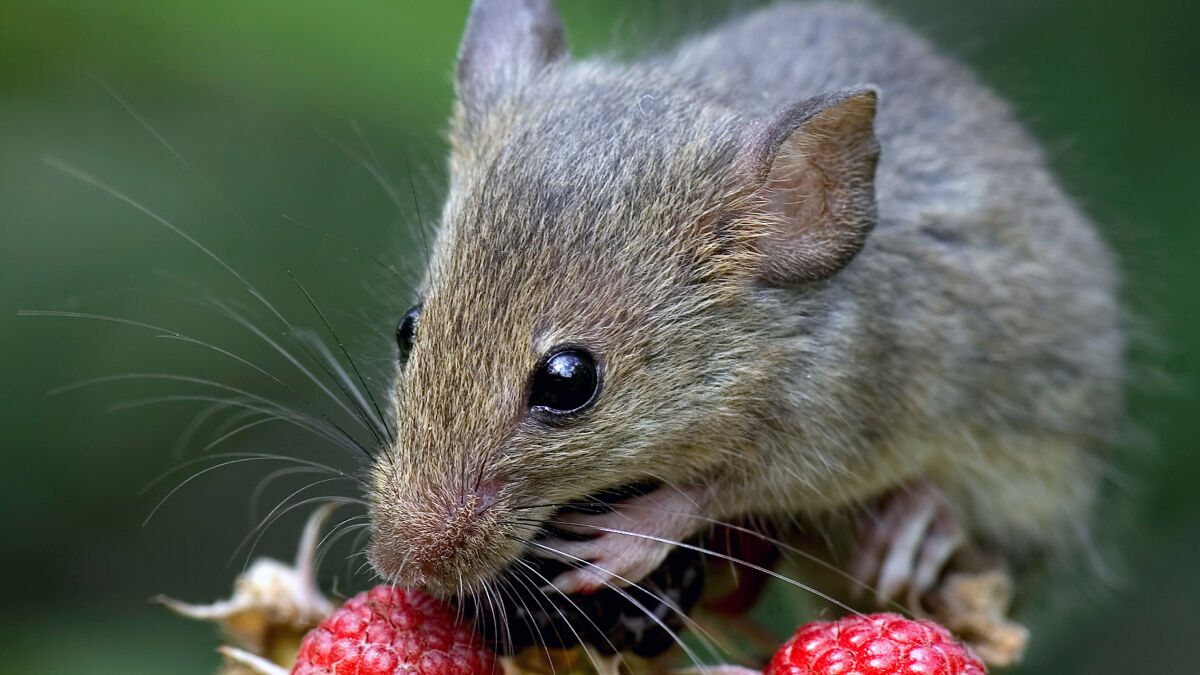 Мыши в огороде. Мышь Огородная. Мышь с усами. Мышь Огородная фото. Усики мыши.