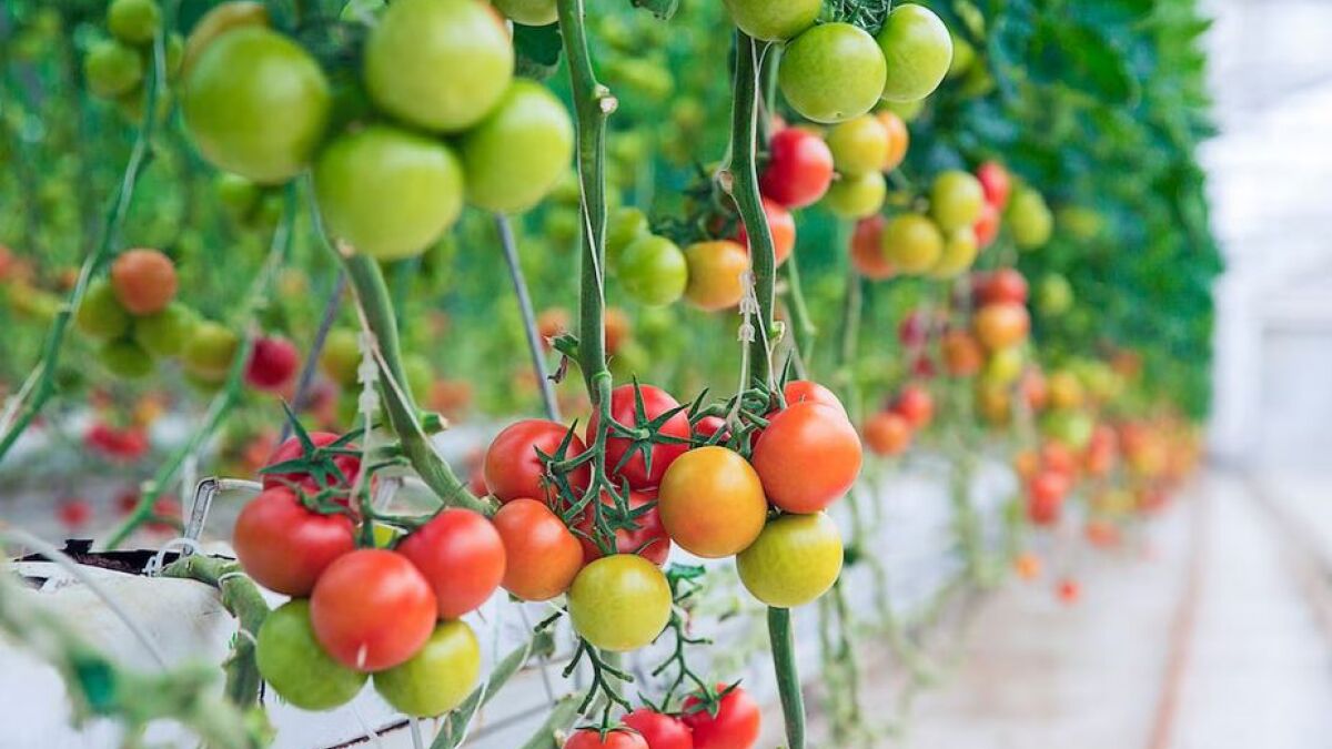 Причины пожелтения листьев у рассады томатов и их устранение