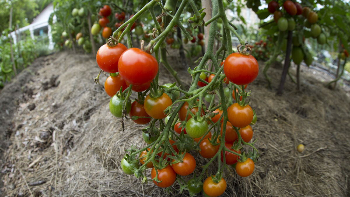 Высаживаем помидоры: чем подкормить томаты и как правильно сделать грядки, чтобы получить урожай