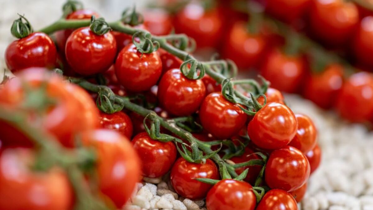 12 лучших сортов томата – подборка самых урожайных и вкусных гибридов!