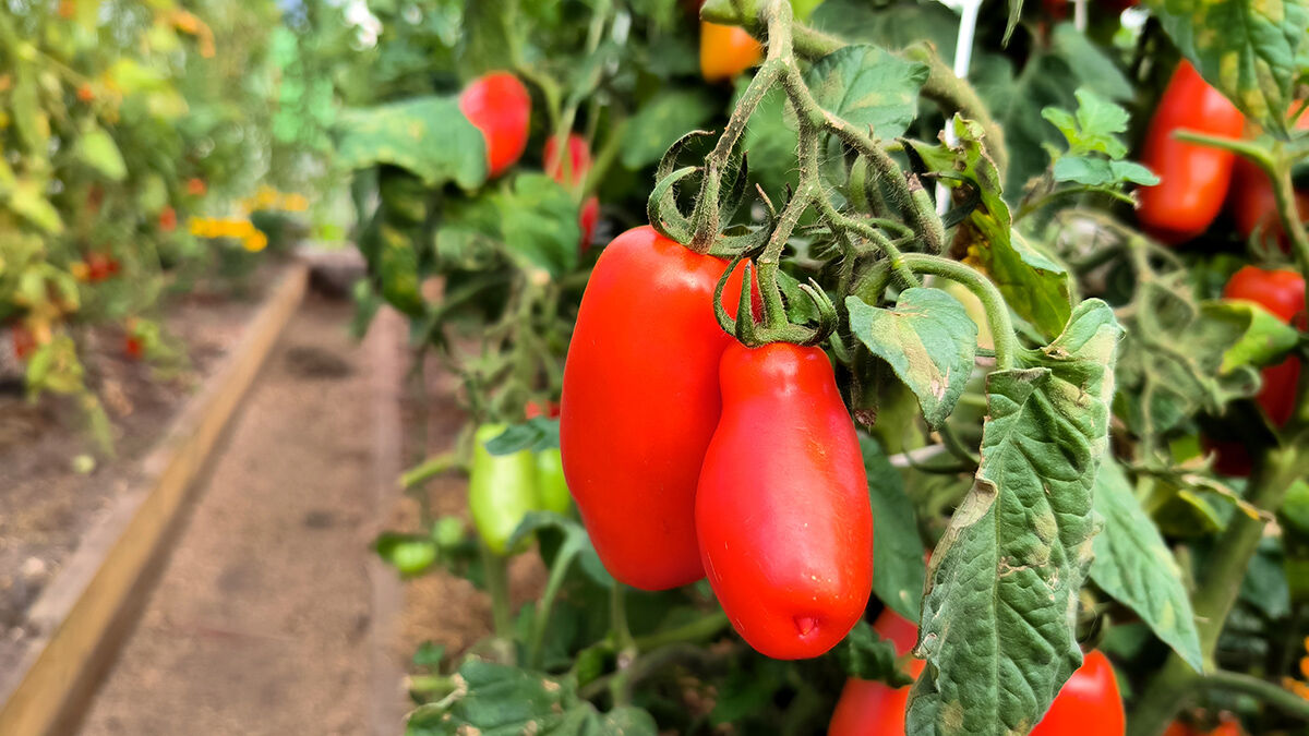 крупноплодные сорта томатов для открытого грунта в средней полосе россии