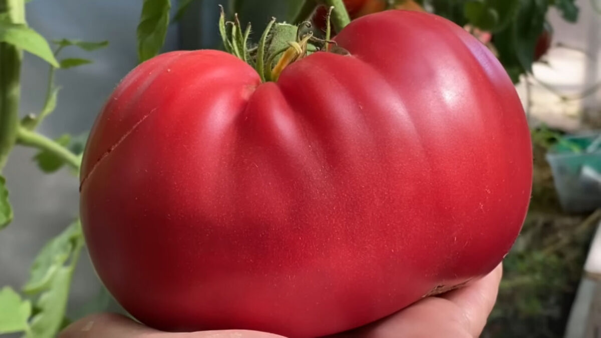 17 лучших сортов томатов для теплицы и открытого грунта – рейтинг от наших читателей