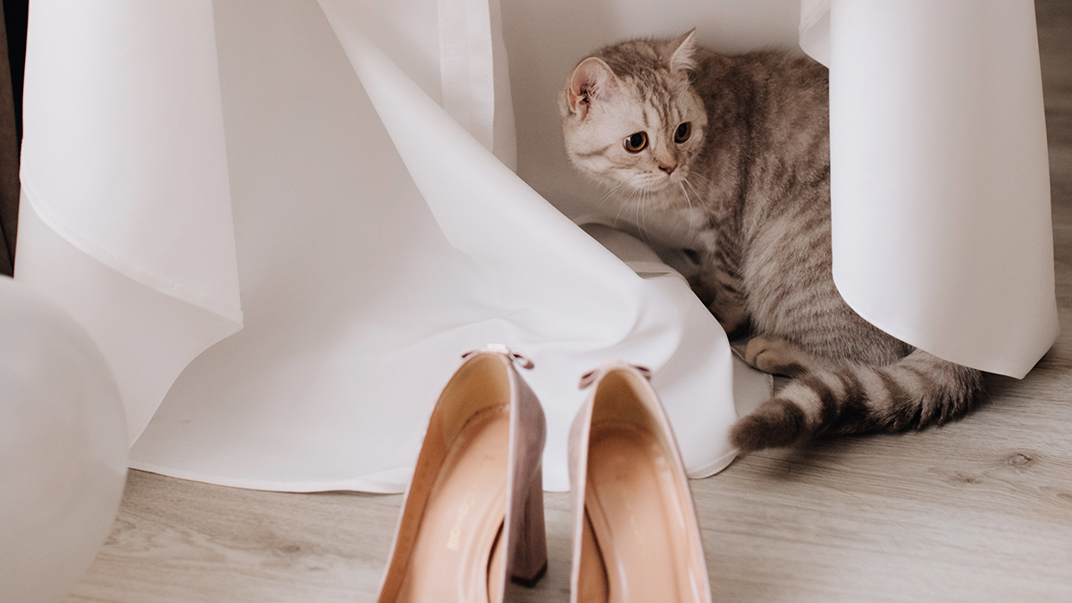 Как спасти помеченные котом туфли — запах можно убрать