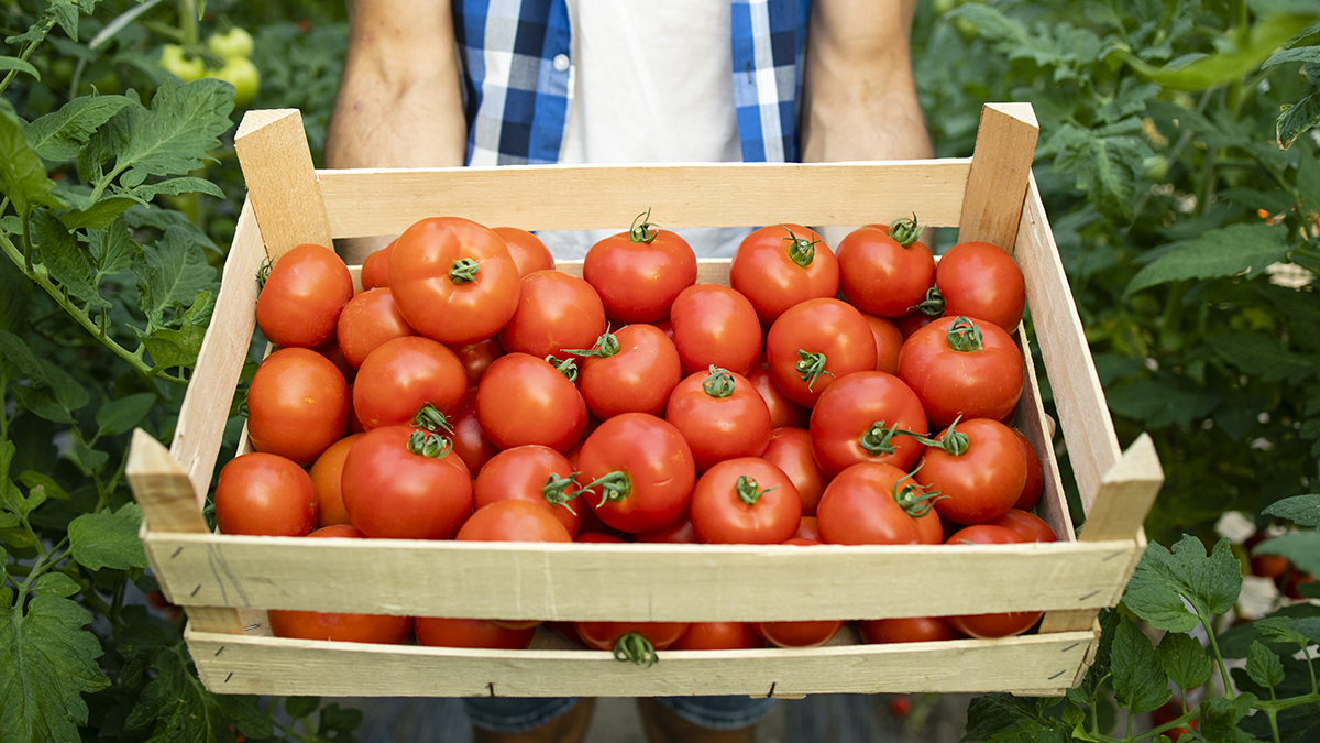 Чем опрыскать томаты, чтобы завязи не опали: урожайность повысится минимумв 5 раз