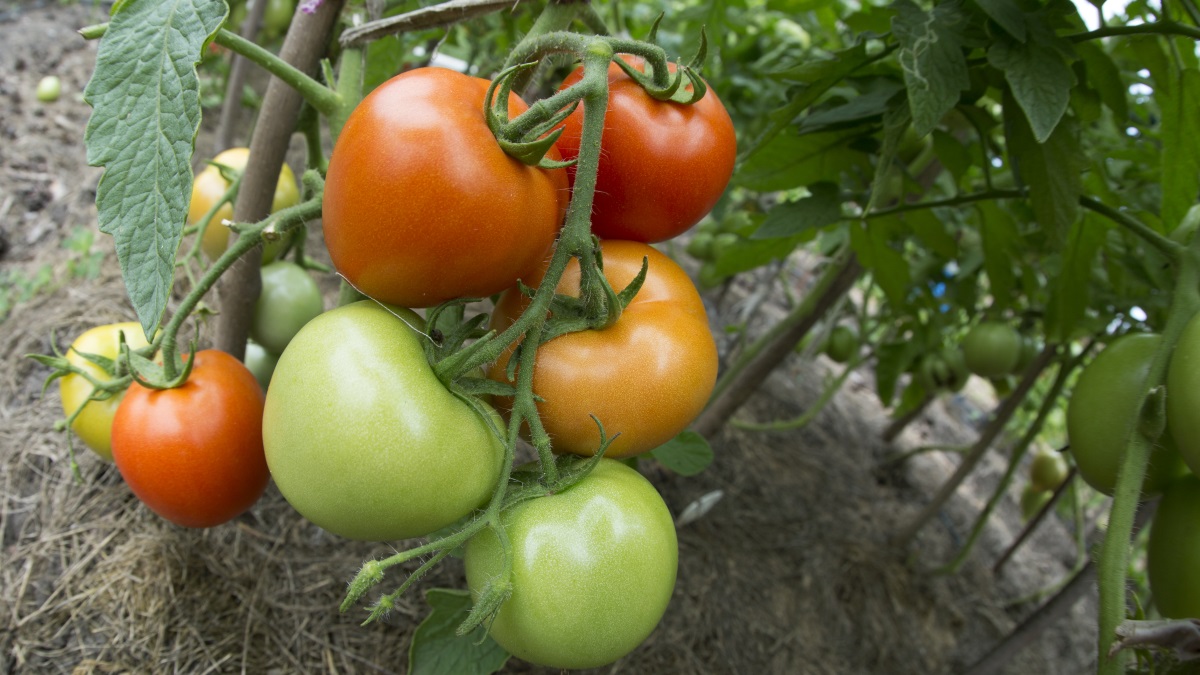 Сорт очень крупных мясистых помидоров — растут в открытом грунте: с кустаснимаем 4,5 кг