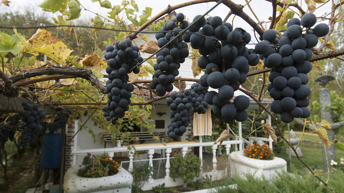 Это укрытие идеально для винограда: лоза «дышит», ей тепло — накрыли изабыли до весны