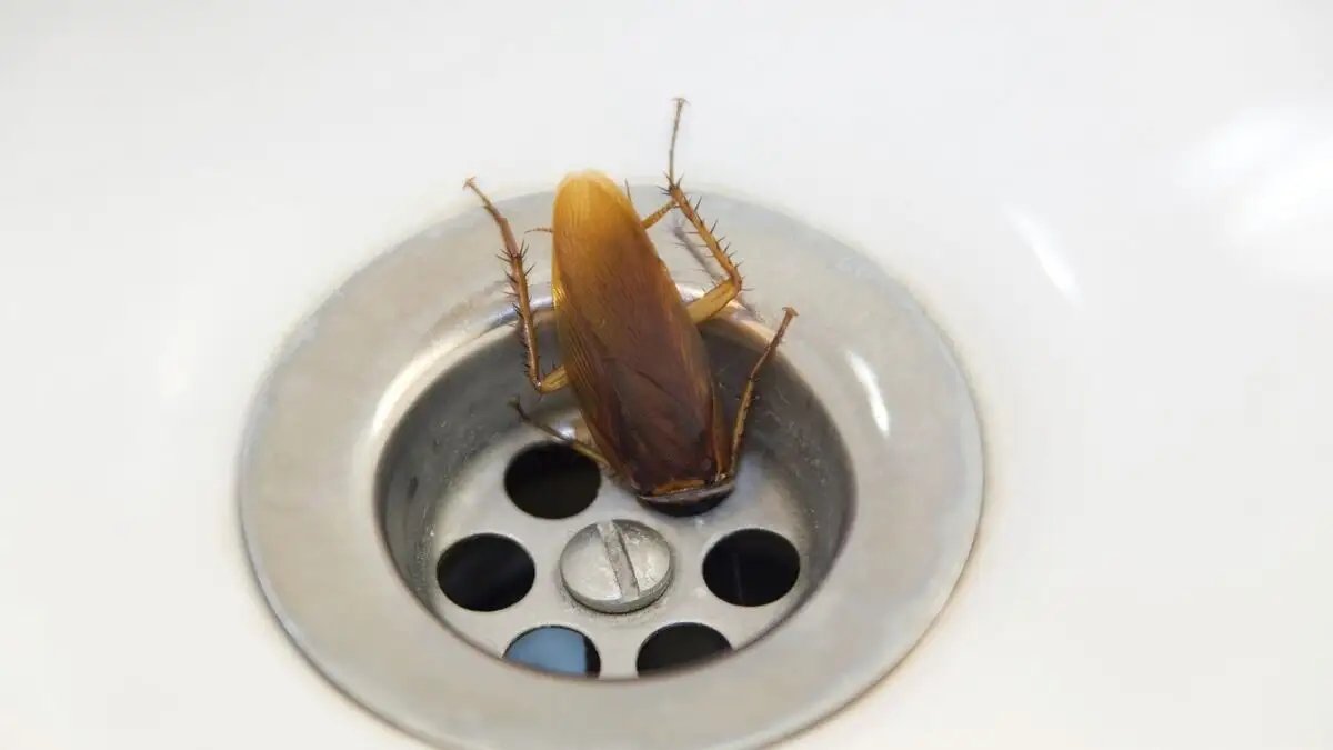 Как уничтожить тараканов при помощи борной кислоты